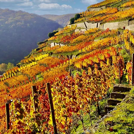 FeWo „Im Tal der roten Traube“ * Bad Neuenahr-Ahrweiler